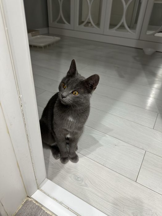 Котенок  бесплатно