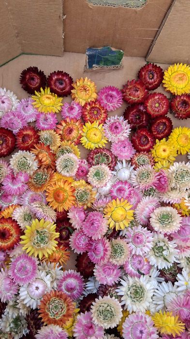 Flori de paie. imortele. helichrysum
