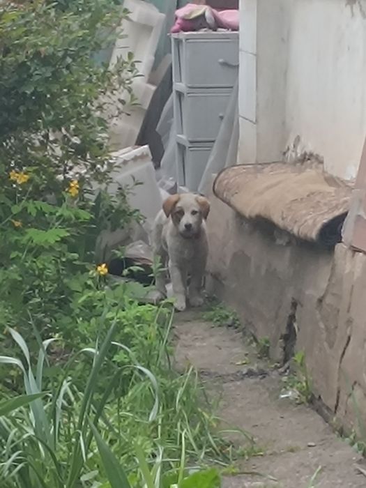 Щенок, дворняжка