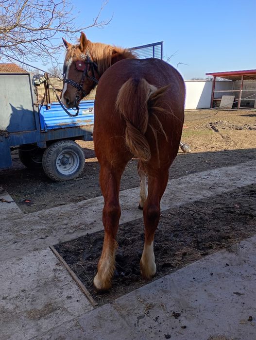 Vand manza de 1 an si 5 luni