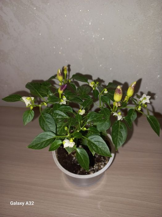 Перчик жёлтый, декоративный