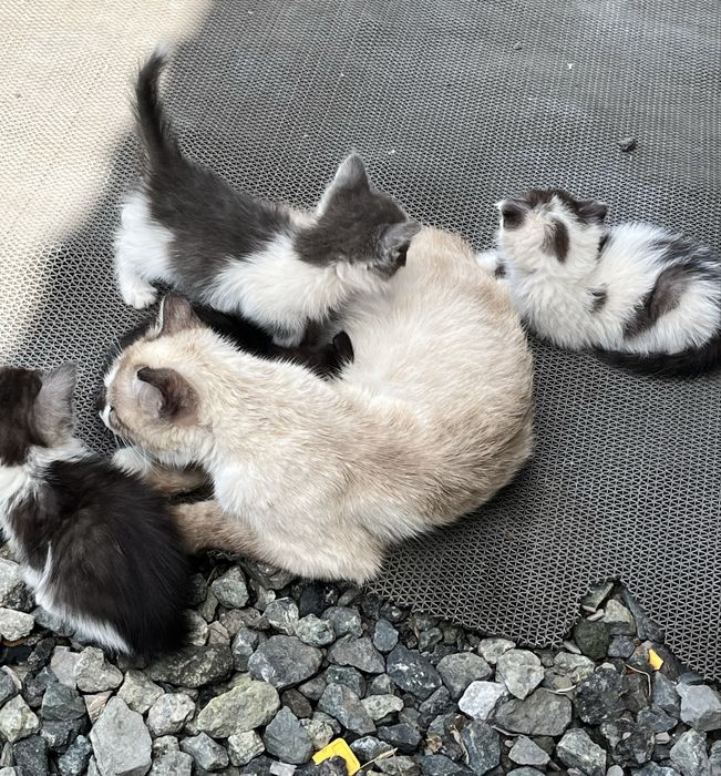 Отдам котят в добрые руки