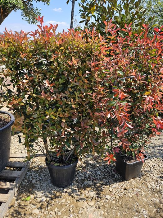 Catalpa  globular  plante