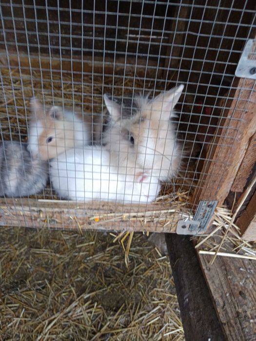 Iepurași cap de leu
