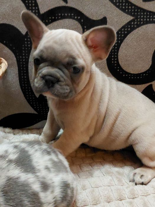 Френски булдог-булдочета