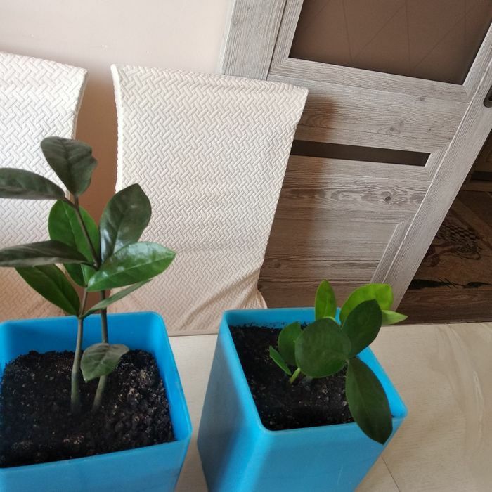 Продам цветы долларовое дерево