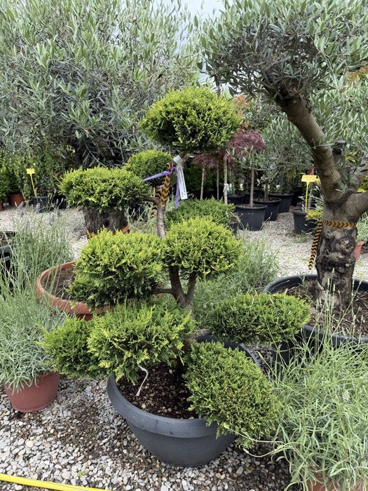 Bonsai verde  calitate