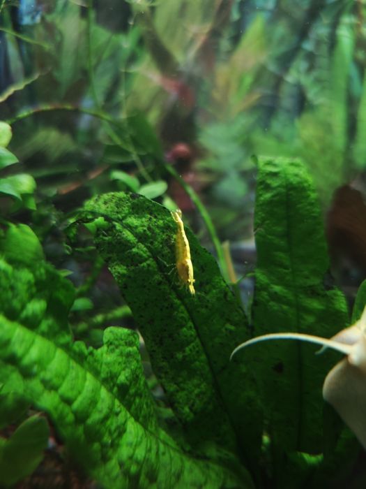 Креветки аквариумные