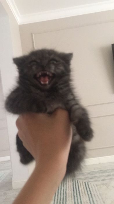 сатлпды мысық