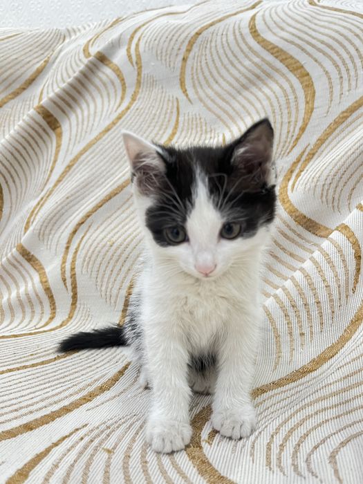 Котята , марғаулар