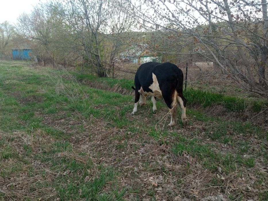 Продам корову ,,