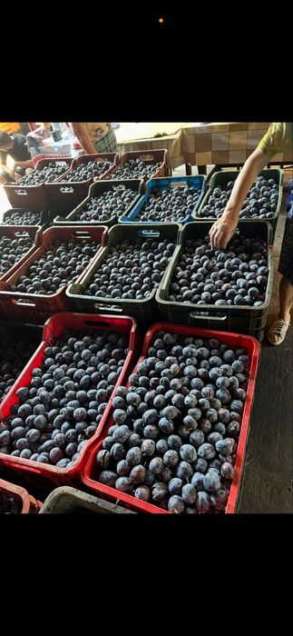 Prune pentru tuica