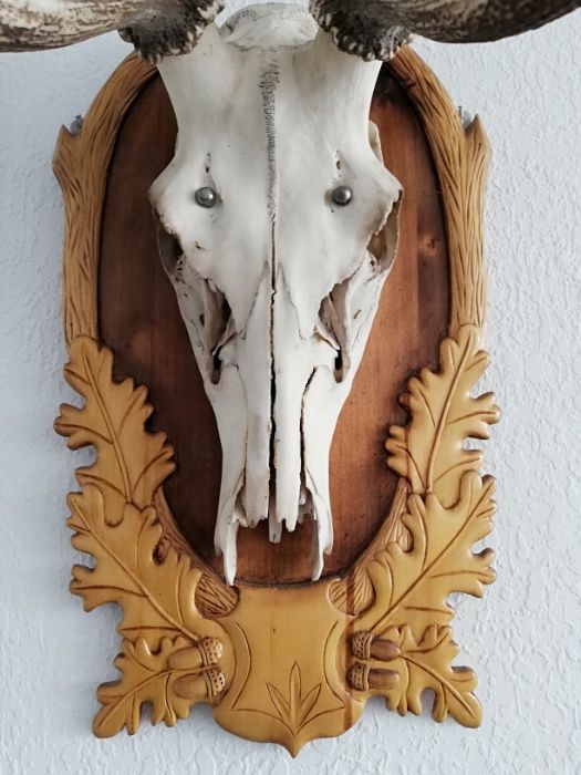 Продавам еленски рога