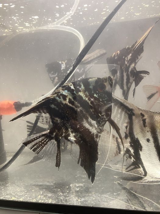 Рыбки аквариумные СКАЛЯРИИ