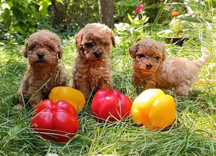 Готовятся к продаже щенки карликовый пудель.