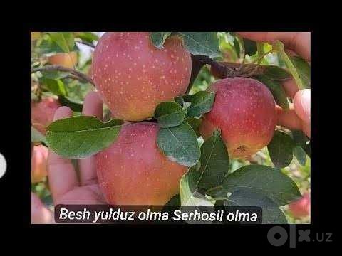 Саженцы яблони крепсон, чанг олма, беш юлдуз