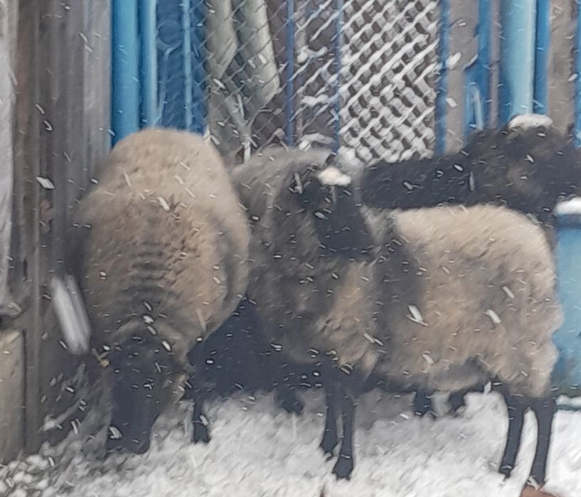 Vînd oi rasă Romanov