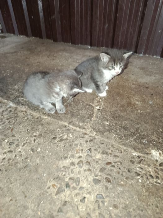 Donez pui de pisică