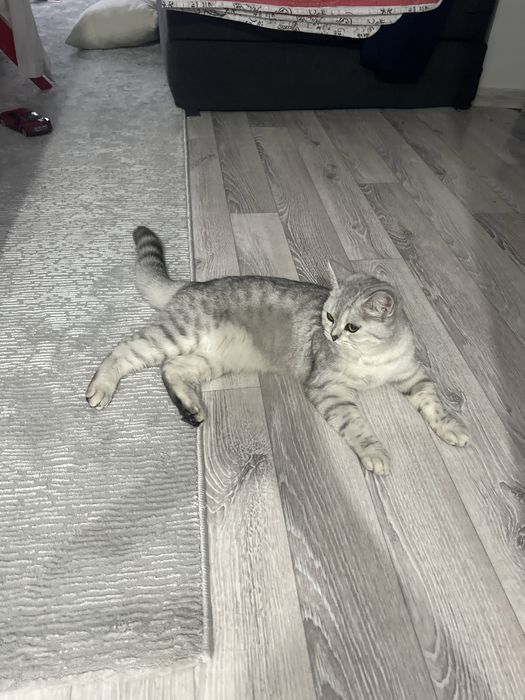 Британская шиншила