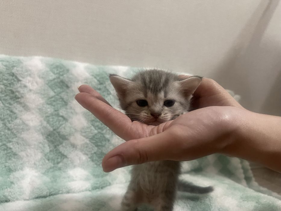 Продам веслоухих Котят