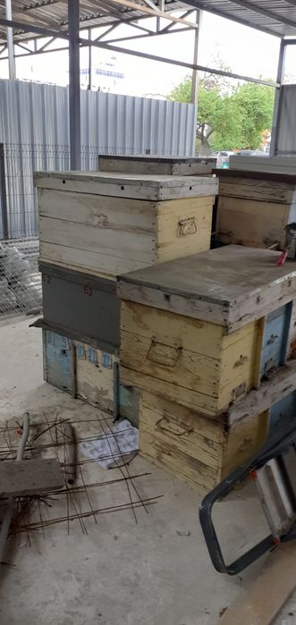 Продаю  ящики  пасика