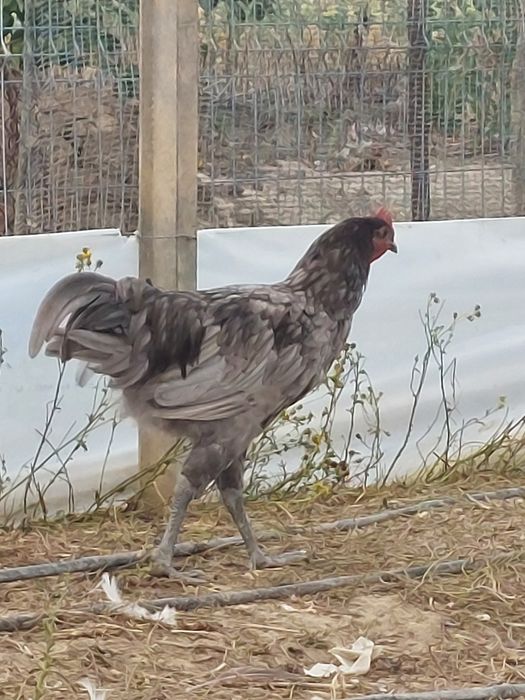 Cocos Australorp  5 luni negri ,gri/splash