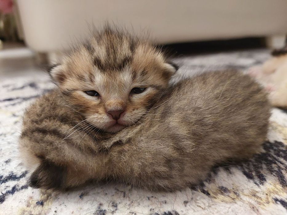 Котята в хорошие руки