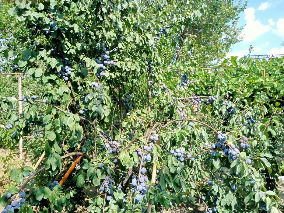 Продам сливы и виноград