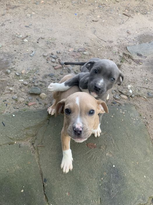 Продаю щенков пит буль мальчик девочка