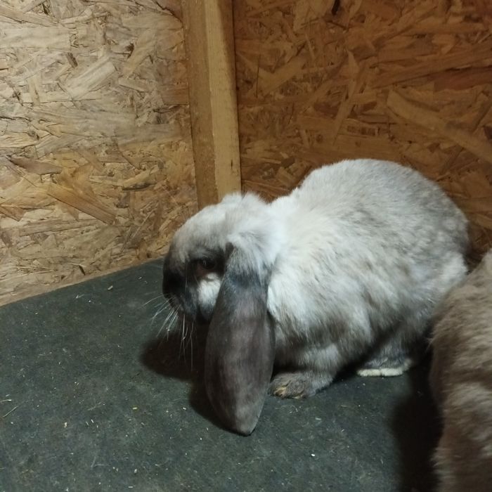 Vand berbec german mascul și femela vârstă 3 luni ,vaccinaț rasa pura.