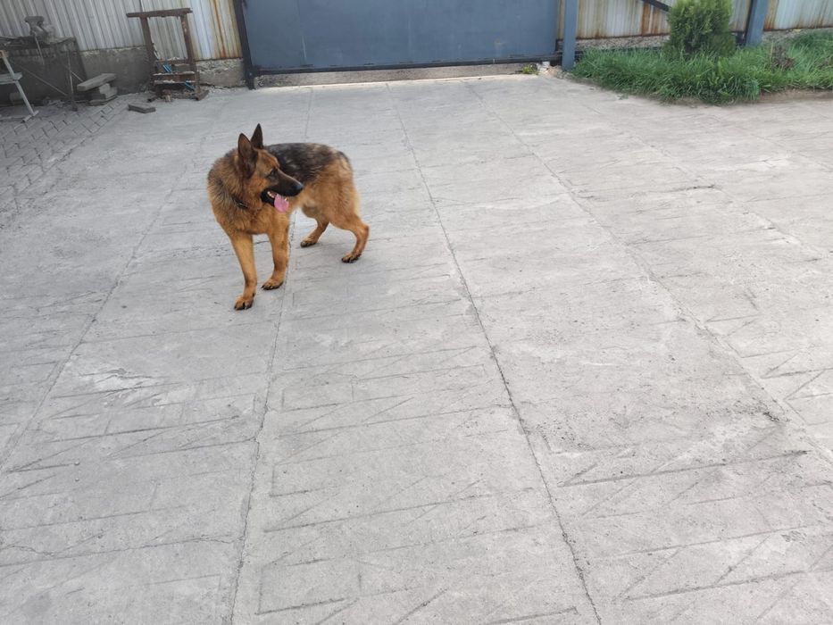 Немецкая овчарка