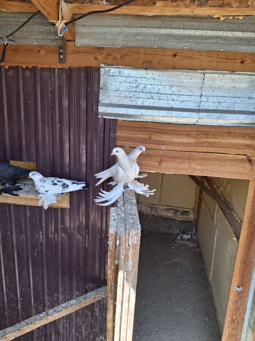 Продам голубей бойных