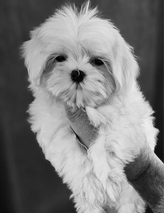 Щенки мальтийской болонки