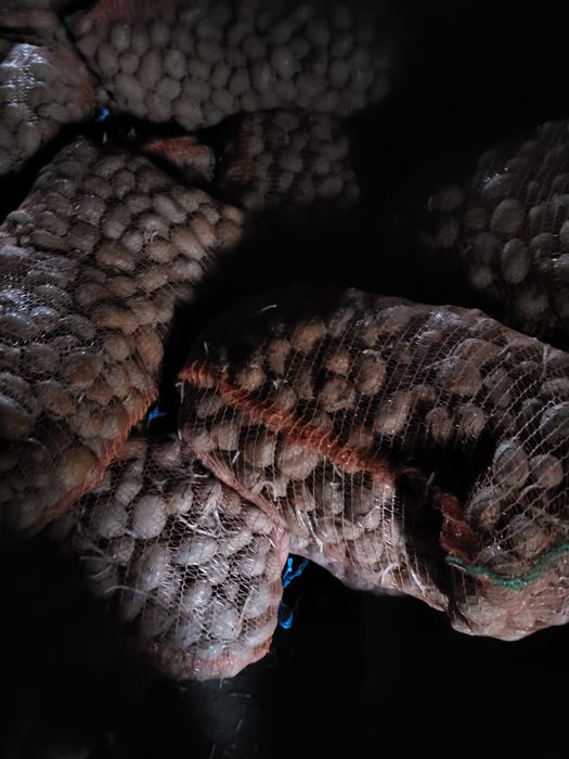 Cartofi sămânță Marabel, înmulțirea a 2a