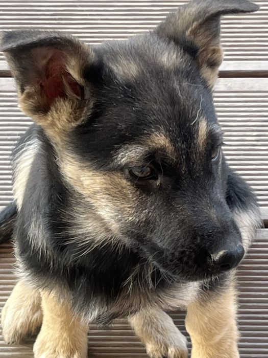 Отдадим щенков в хорошие руки