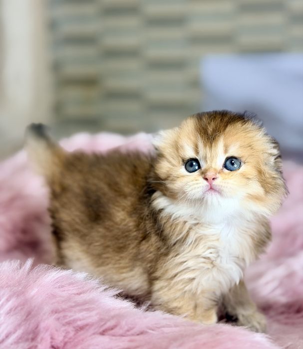 Котята с документами