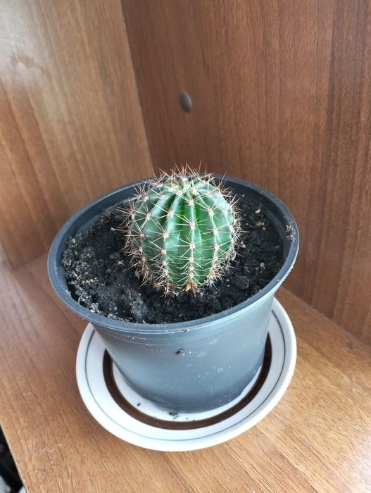 Распродажа комнатных цветов