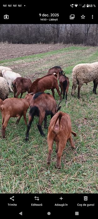 Vând capre și oi