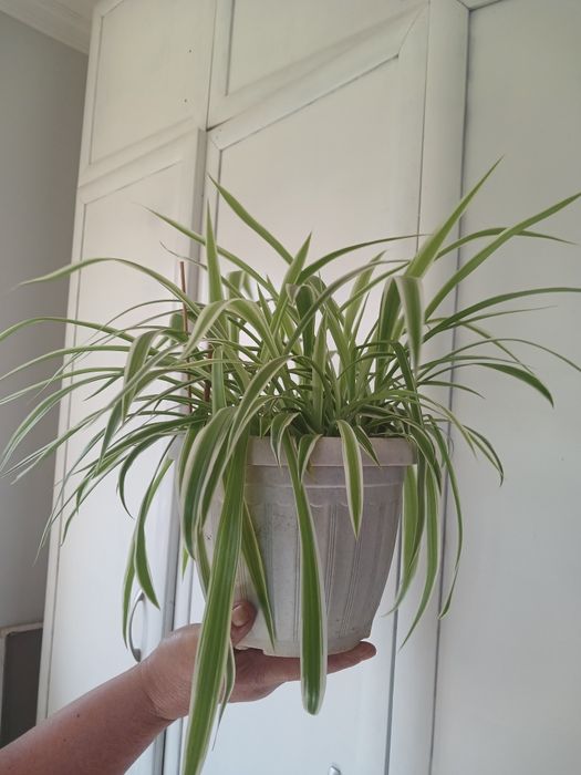 Хлорофитум. Декабрист. Каланхоэ