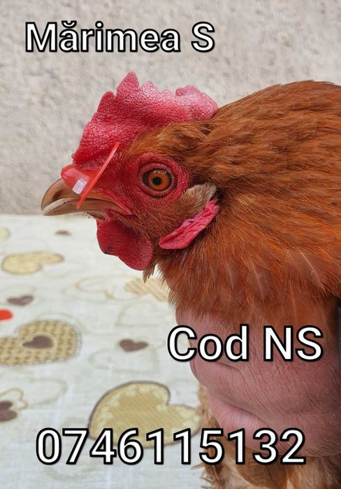 Fazani Gaini Pauni Cocosi Pui Pasari - OCHELARI Impotriva LUPTEOR - NS