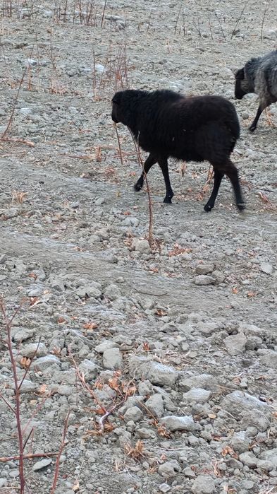 Раман зотли барра