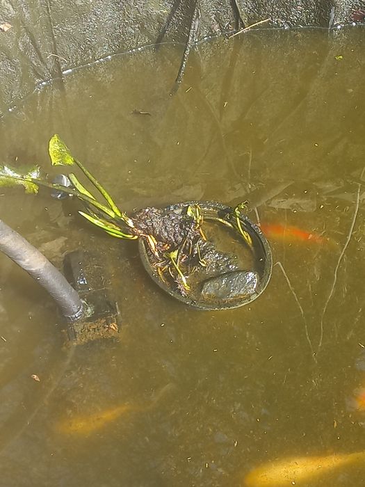 Vând  Caraș gold fish