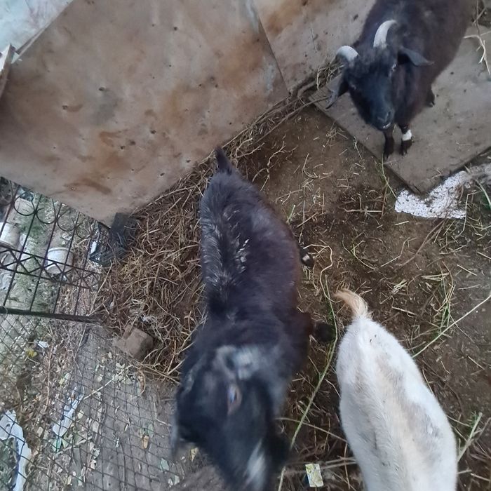 Лак ешкилер бар калада