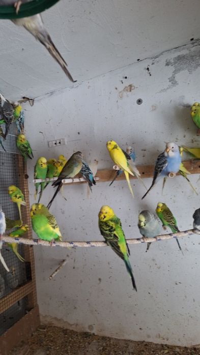 Papagali Nimfa si Perusi