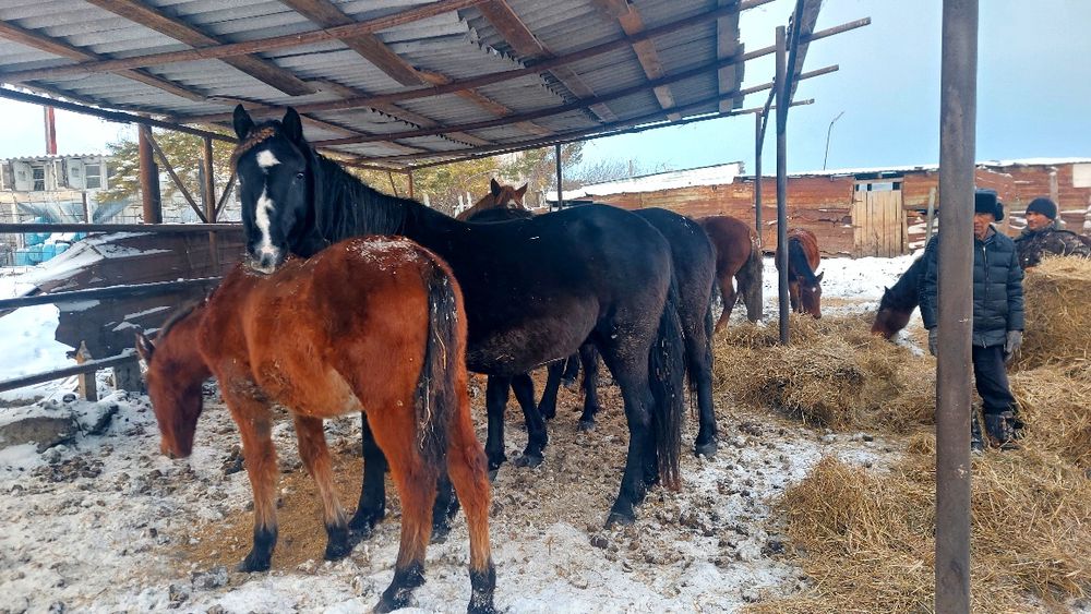 Продам жерёбых кобыл
