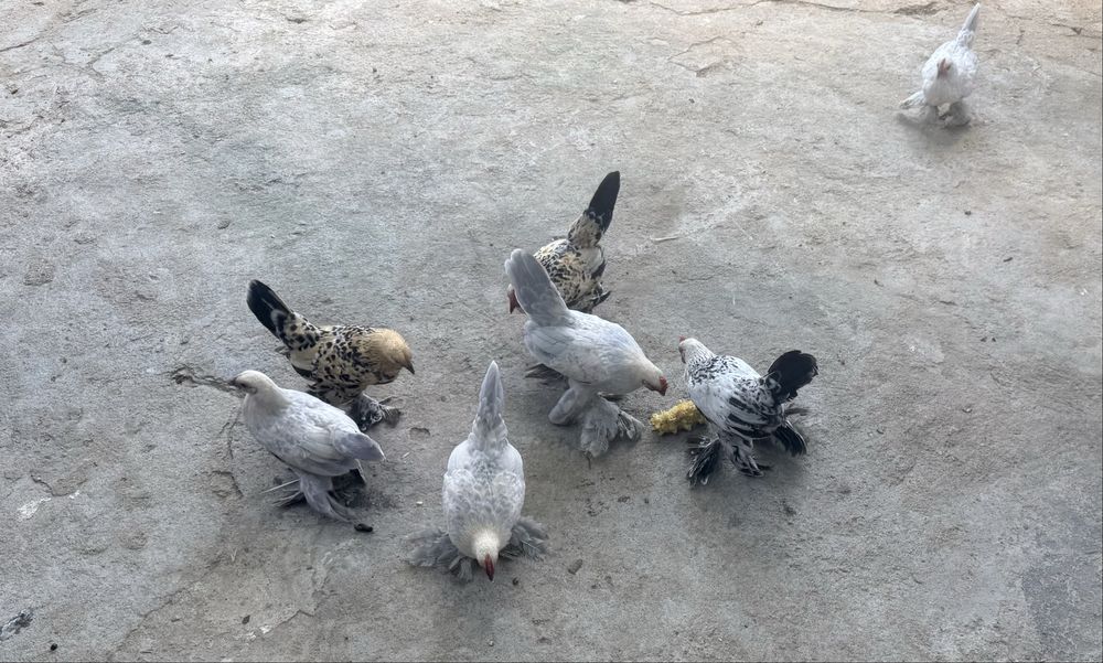 Холандска гащата бантамка