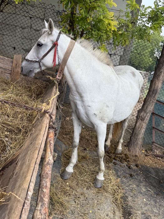 Iapa tânără de vânzare