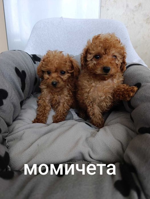 Пудел момичета .