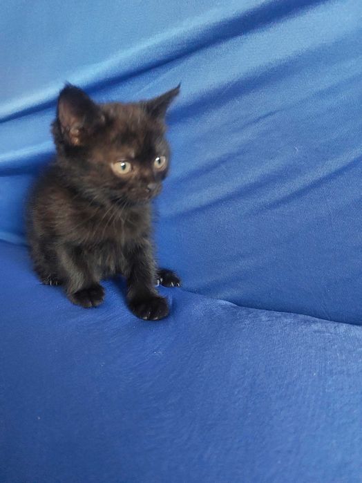 Отдам кошечку в добрые руки