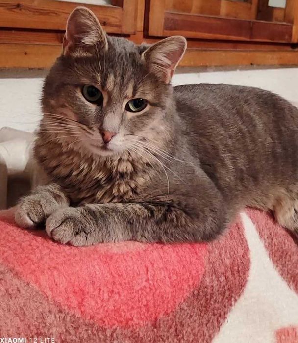 Зеленооко сиво мъжко коте (2 г) търси дом